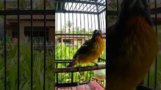 Download lagu SUARA KUTILANG EMAS MATA MERAH #kicausumatra#kutilanggacor #kutilangemasgacorfullisian #kutilangemas mp3 Download lagu SUARA KUTILANG EMAS MATA MERAH #kicausumatra#kutilanggacor #kutilangemasgacorfullisian #kutilangemas mp3