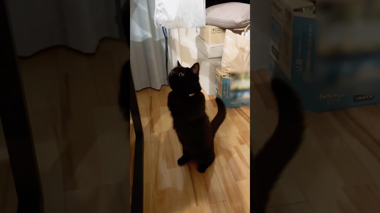 紐で遊びたい短足な黒猫さん
