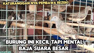 Download lagu BURUNG INI KECIL TAPI MENTAL BAJA SUARA BESAR mp3