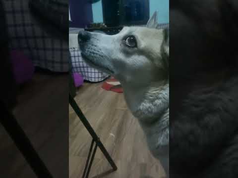 juli ko tamatr nhi Mila 🤣