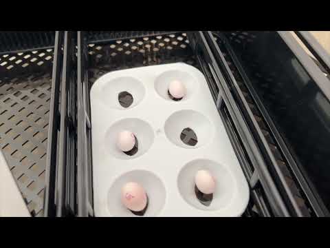 Gouldian finch egg artificial incubation complete guide. #finch #incubator #gouldianfinch