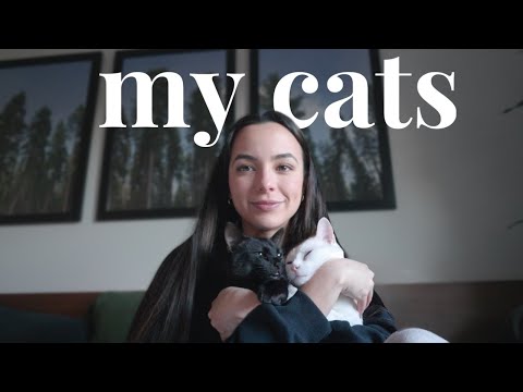 the story of my cats