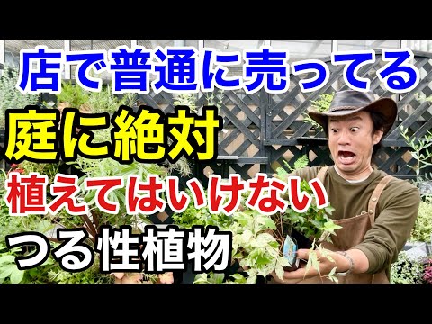 ウィンタージャスミン 素朴なつる性植物 メンテナンスフリーの庭のフェンス