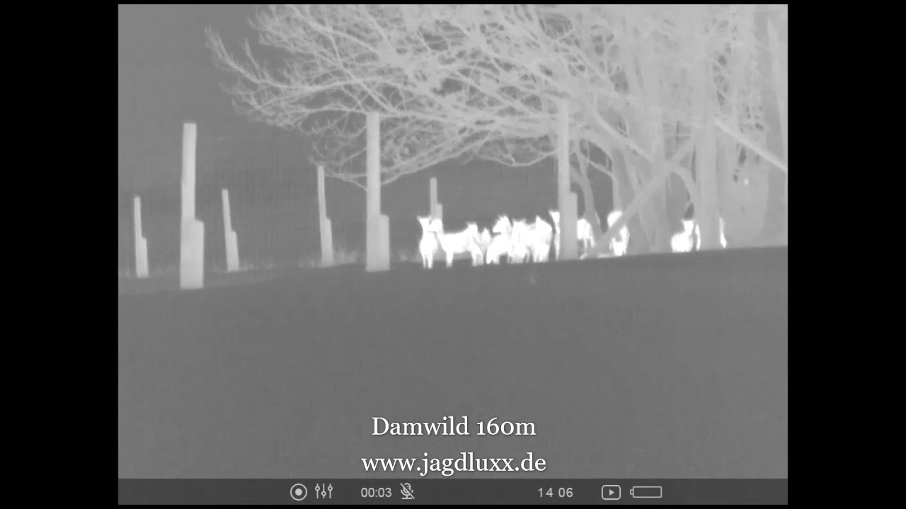Pulsar Krypton XG50 - Wärmebildvorsatz Vorführung am Damwild und Rotwild