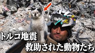 トルコ大地震で瓦礫に埋まった動物たち…あまり知られていない奇跡の救助劇