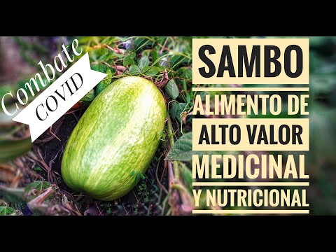 , title : 'SAMBO/CHILACAYOTE  Beneficios y Propiedades, alimento de alto valor nutricional y medicinal.'