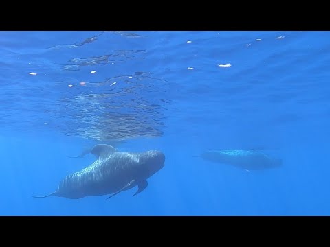Santuário da biodiversidade marinha na Macaronésia | Loro Parque Fundación