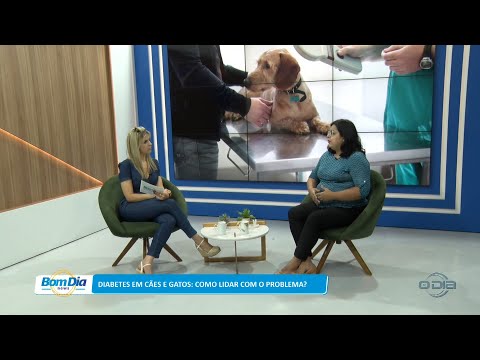 Diabetes em cães e gatos: Como lidar com o problema? 23 11 2022