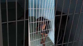 Video preview image #1 Doberman Pinscher Puppy For Sale in Pasadena, CA, USA