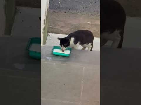 Cat videos #cats #cattleworld #catmilk #cute