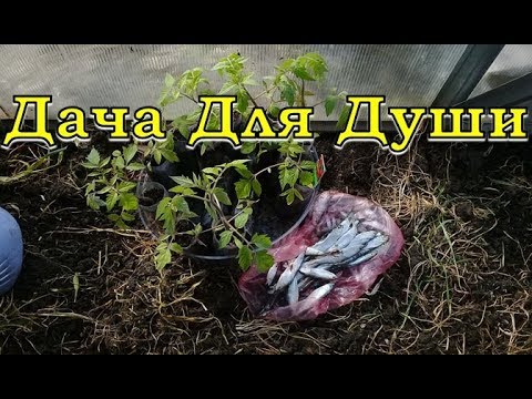 РЫБА в лунку при высадке ТОМАТОВ...супер удобрение!