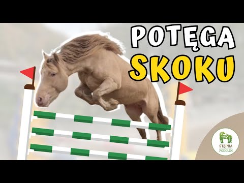 THE POWER OF A JUMP! | Ponies can do it 🔥