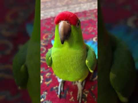 Попугай спасается от вороны и влетает в квартиру сняли на телефон в Москве