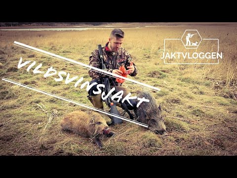 Jaktvloggen: Drevjakt ! Vildsvinsjakt i vass. DRÖMPASSET !
