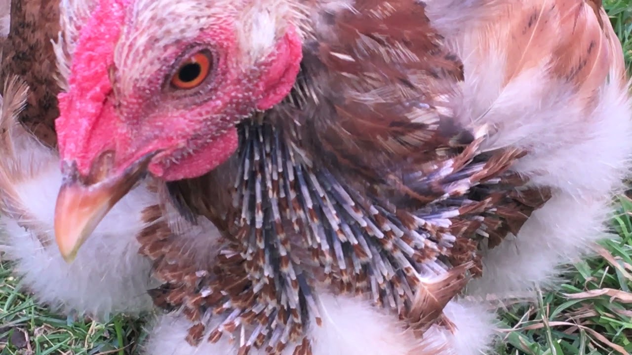 Comment transformer les plumes de ses poules en engrais potager