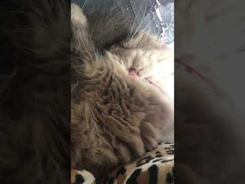 Cute Himalayan Cat SNORING