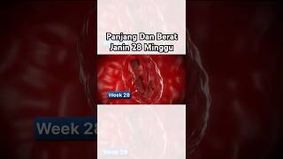 Download lagu Panjang Dan Berat Janin Usia 28 Minggu mp3