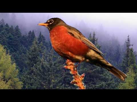 Monteverdi: Quel augelin che canta (The Tudor Consort)