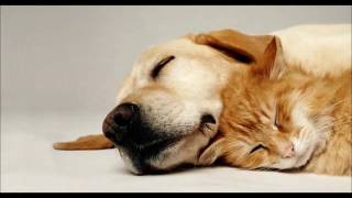 mensagem de BOA NOITE , ANIMAIS COM PREGUISINHA ,vídeos engraçados