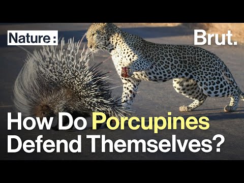 How Do Porcupines Defend Themselves?