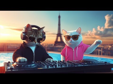 DJ MIAWW Live – Chill House Grooves with the Coolest Cat Duo 🐾💕 | Love Beats by the Pool