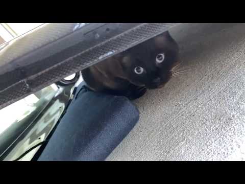 Thumbnail for Ferrari 575 Superamerica Roof & A Siamese Cat by Ferrari Superamerica 45