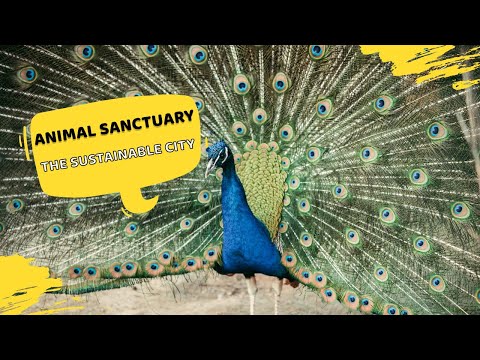 Animal Sanctuary | The Sustainable City