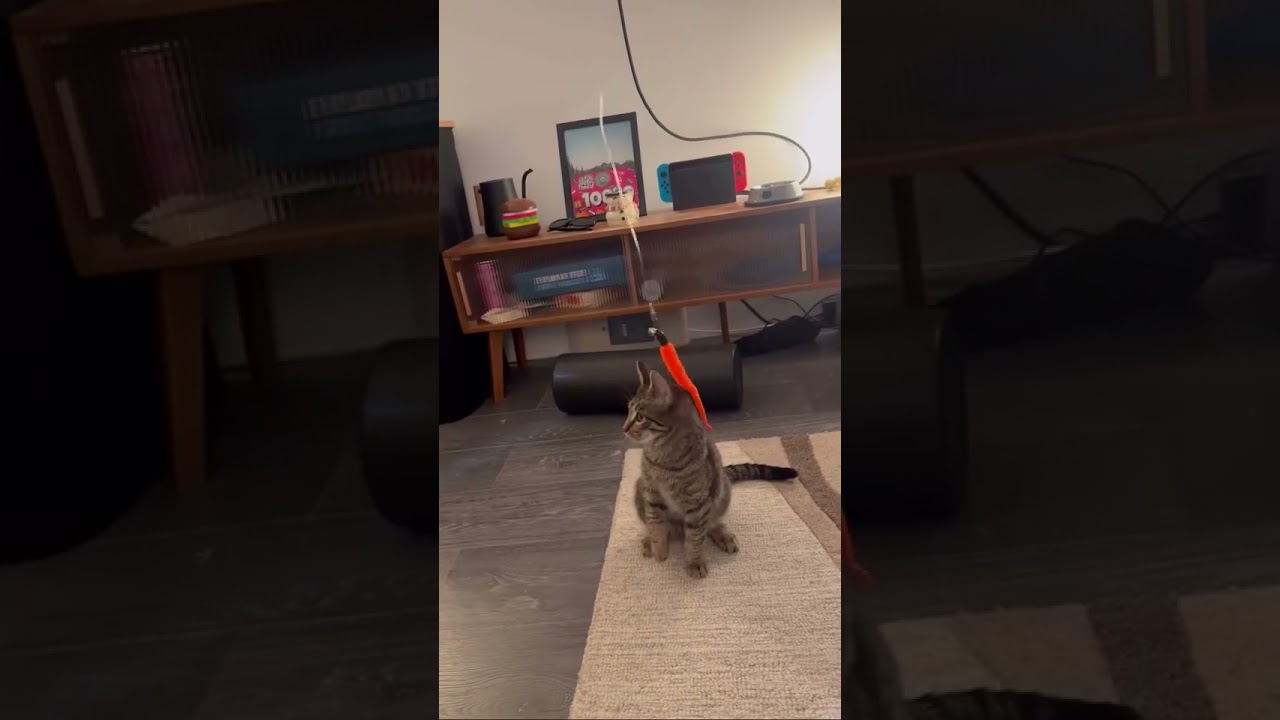 Jetty, a ADOPTABLE American Shorthair in Brooklyn, NY video 6/6