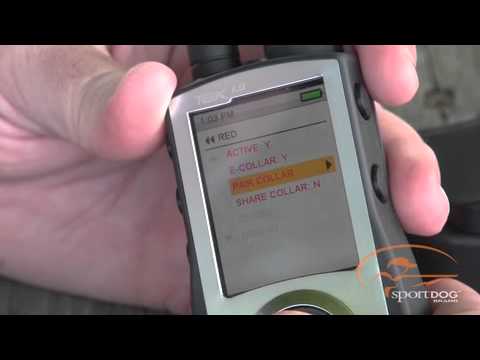 sportdog training video