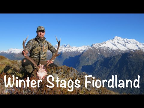 Winter Stags Fiordland