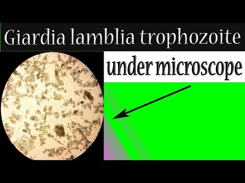 Emberi papilloma vírus kód muskaraca tünetek