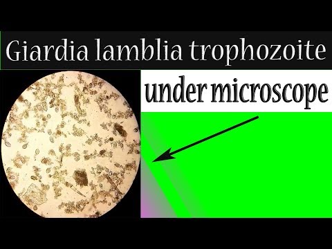 Giardia u psov