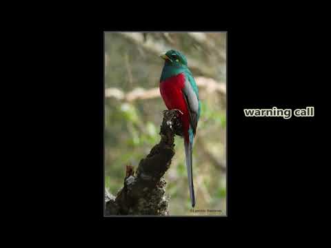 Narina Trogon purr call