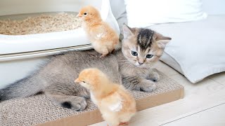 [問卦] 小雞小貓養一起是備用糧食的概念嗎