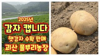 감자 캡니다 2025 수미감자 괴산감자 감물감자 괴산 풀뿌리농장 석성수 [감자수확시기]