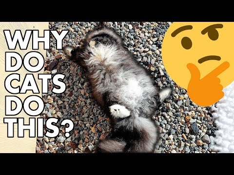 Why Do Cats ROLL In The DIRT 4 Reasons