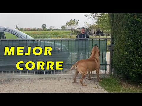 Never enter a property if you see this dog.