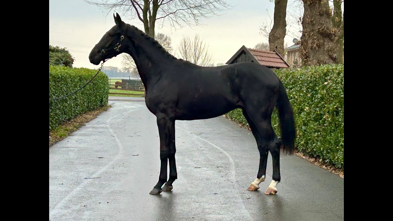 Sydney ☆ (TRUSSARDI x LIKOTO XX) video 2