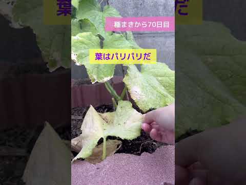 ズッキーニに牛乳は良いのでしょうか？うどんこ病も治りますか？  庭園