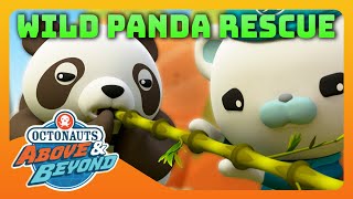 Octonauts: Above & Beyond - 🐼 Operation Wild Panda Rescue ⛑️ | Compilation | @Octonauts​