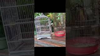 Download lagu tes mental sikatan kipas//sikatan kipas tarung#sikatan #sikatankipas #shorts mp3