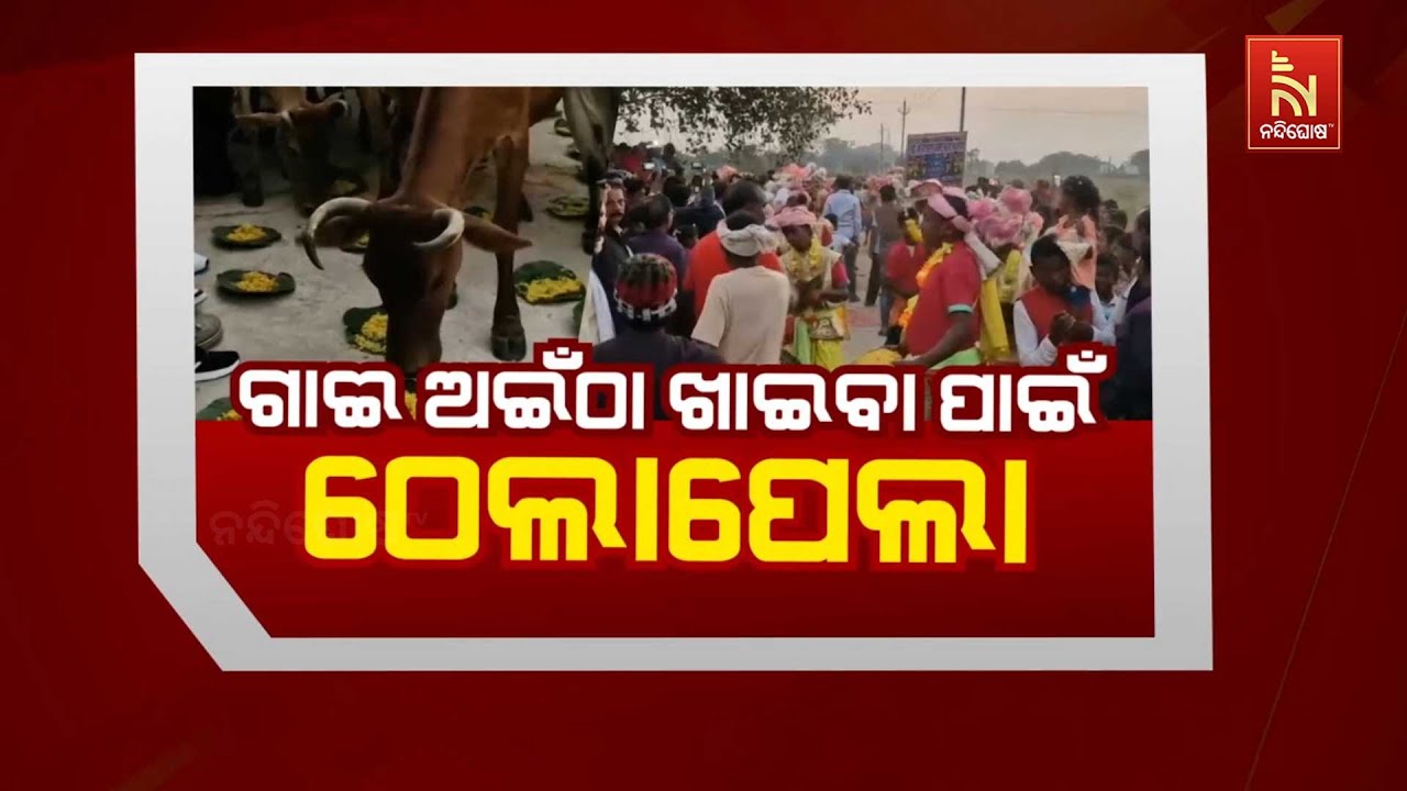 🔴 Live | ଗାଈ ଅଇଁଠା ଖାଇବା ପାଇଁ ଠେଲାପେଲା