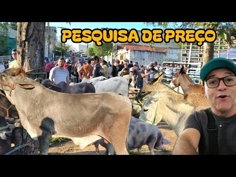FEIRA DE ANIMAIS DE UMBUZEIRO PARAÍBA HOJE  05/09/2026