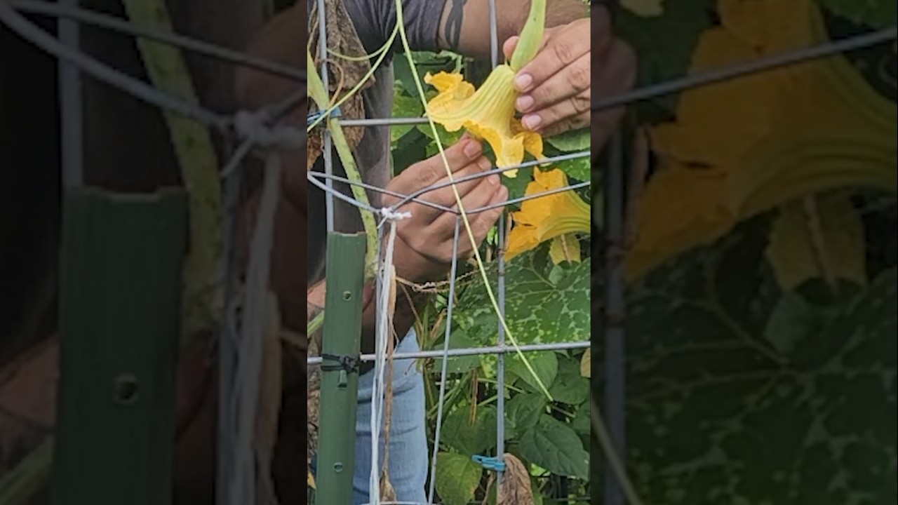 Hand Pollinating the Simple Way || DHBG #gardeningtips #garden #gardening #gardeningforbeginners