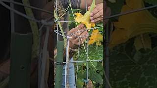 Hand Pollinating the Simple Way || DHBG #gardeningtips #garden #gardening #gardeningforbeginners