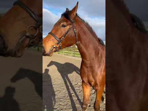 Chilli linear scoring