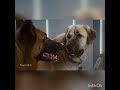 CATS AND DOG