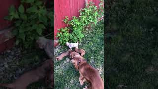 Cockalier Puppies Videos