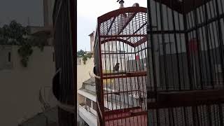 Download lagu ciblek ngebren mewah.... mp3