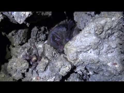 Mopek /Barbastella barbastellus/